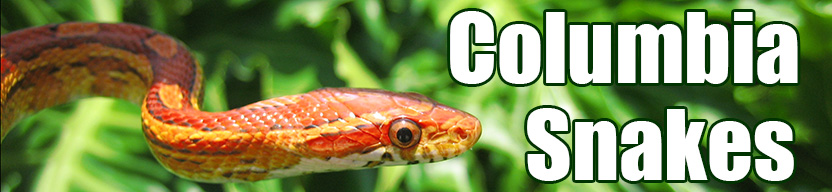 Columbia snake